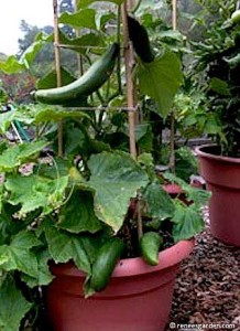 Cucumber 