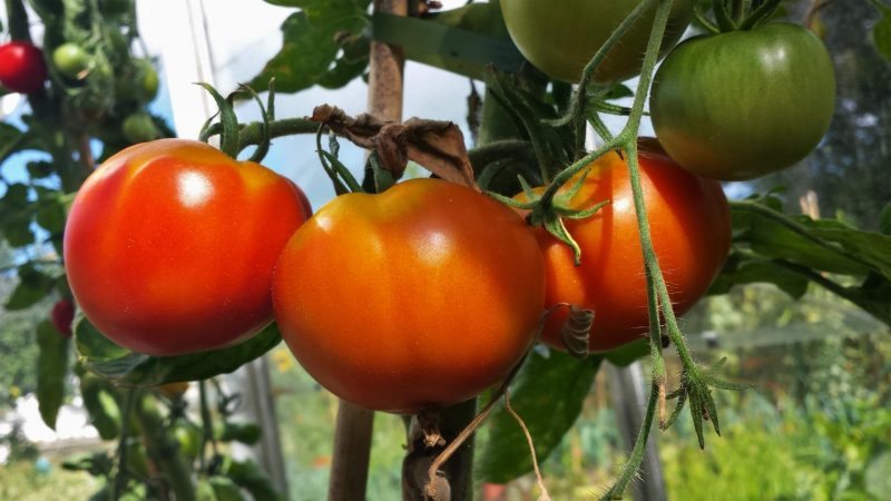 دانستنی ها درباره گوجه فرنگی