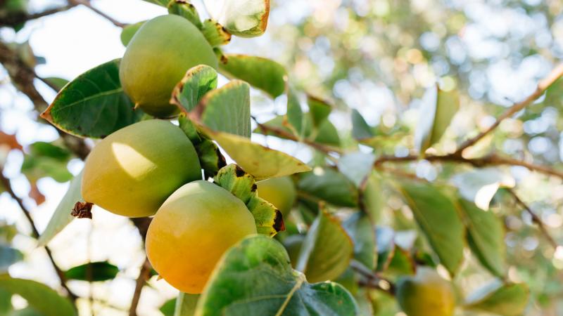 خواص درمانی برگ انبه