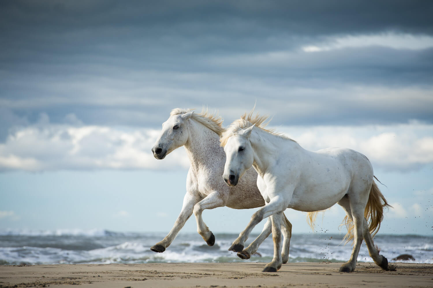 Белоснежные лошадки. Белый скакун. Две лошади. Красивая белая лошадь. Две белые лошади.