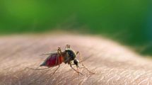 آشنایی با بیماری خونی مالاریا