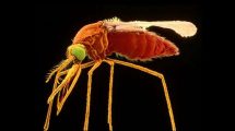 دانستنی ها درباره پشه مالاریا