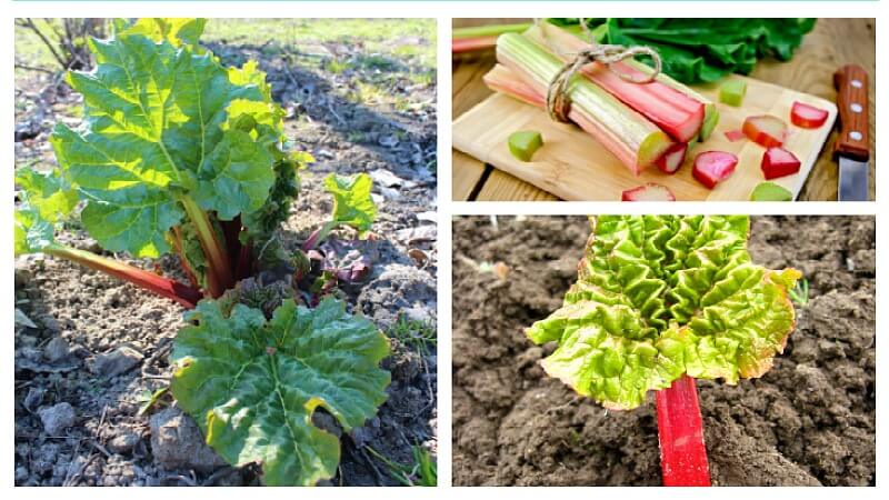 درباره ریواس چه می دانید؟