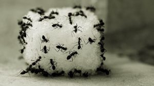 چگونه مورچه ها را از خانه فراری دهیم؟