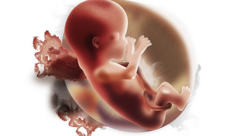 درباره کاهش تحرک جنین چه می دانید