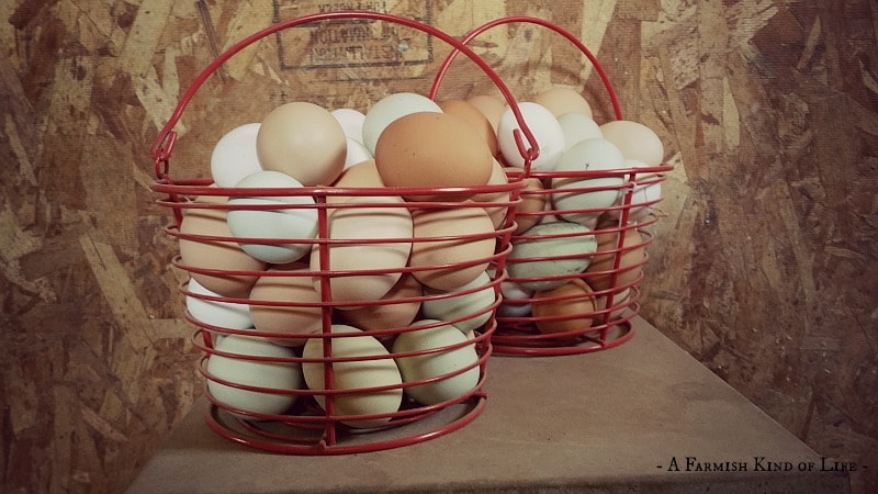 تخمه مرغ های قهوه ای رنگ سالم ترند یا سفید رنگ