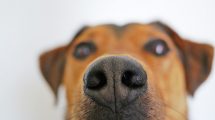 سگ ها سرطان را زودتر از شما تشخیص میدهند