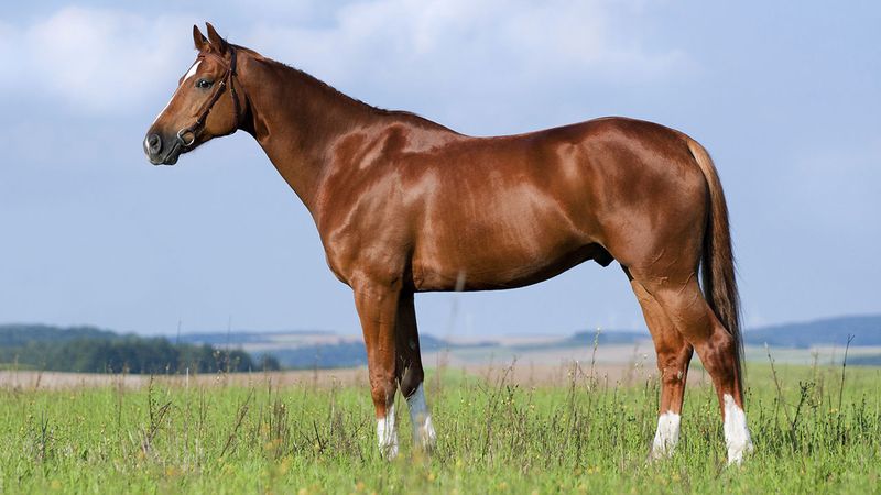 اسب ایرانی