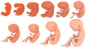 اندازه جنین در دوران بارداری