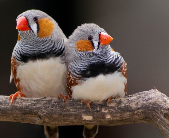نگهداری از فنچ