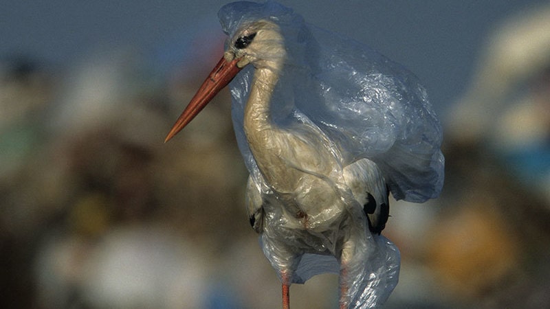 چگونه مصرف پلاستیک را کاهش دهیم