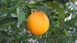 کاشت و نگهداری درخت پرتقال
