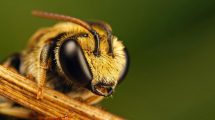 انواع زنبورهای زرد