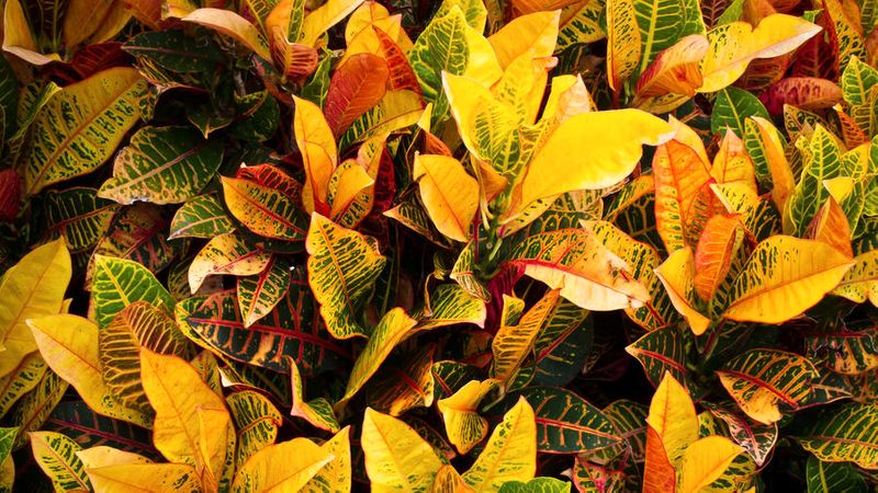 چرا برگ گیاهان آپارتمانی زرد میشود