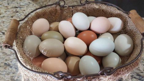 علت توقف تخمگذاری مرغ