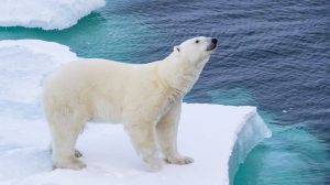 خرس قطبی در قطب جنوب