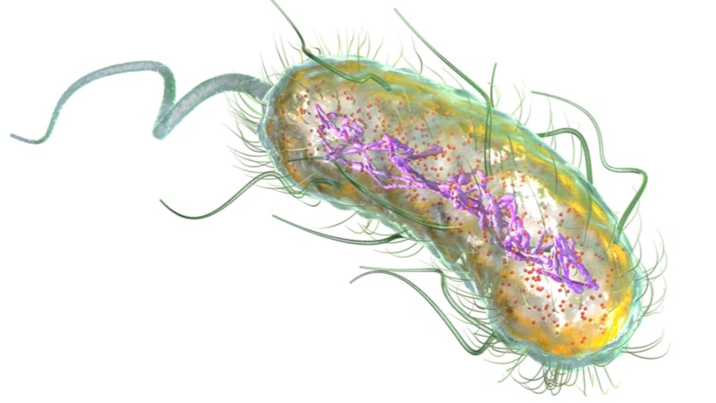 باکتری ای کولای چیست
