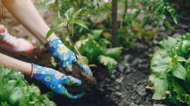 راهنمای ساخت یک باغچه دوست داشتنی برای مبتدیان