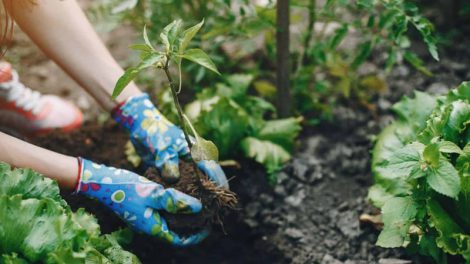 راهنمای ساخت یک باغچه دوست داشتنی برای مبتدیان
