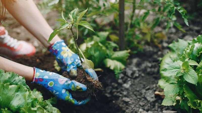 راهنمای ساخت یک باغچه دوست داشتنی برای مبتدیان