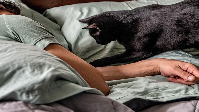 چرا گربه ها در شب بیدار هستند؟