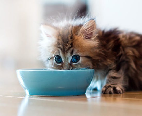  آنچه درباره تغذیه بچه گربه باید بدانید