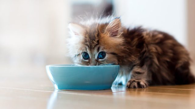  آنچه درباره تغذیه بچه گربه باید بدانید