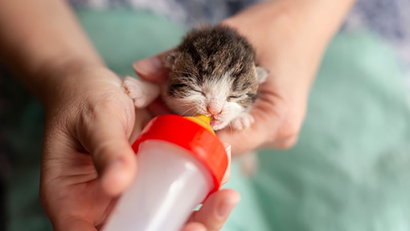 آیا شیر برای بچه گربه مفید است؟