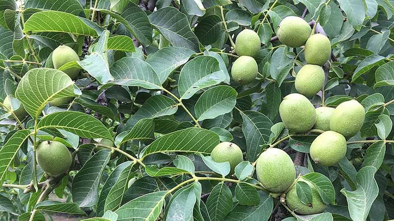 مثال هایی از سموم درخت گردو