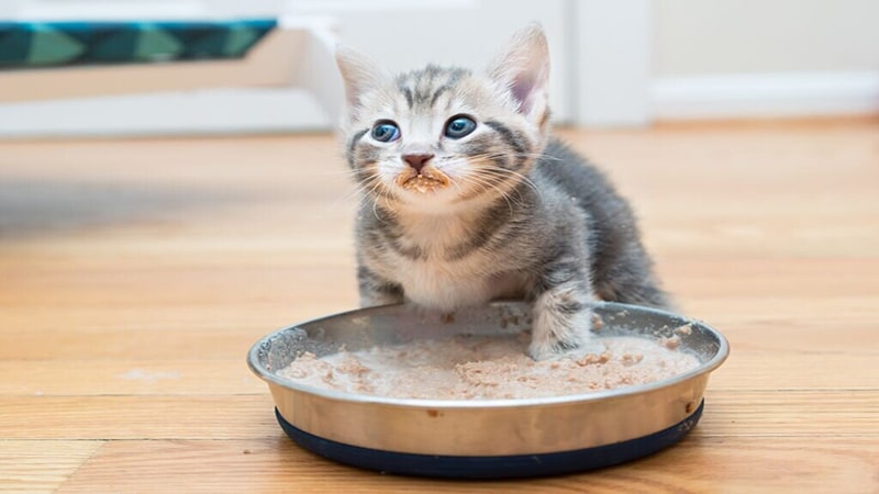 مقوی ترین غذای بچه گربه