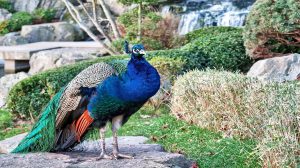 جفت گیری طاووس چگونه است؟