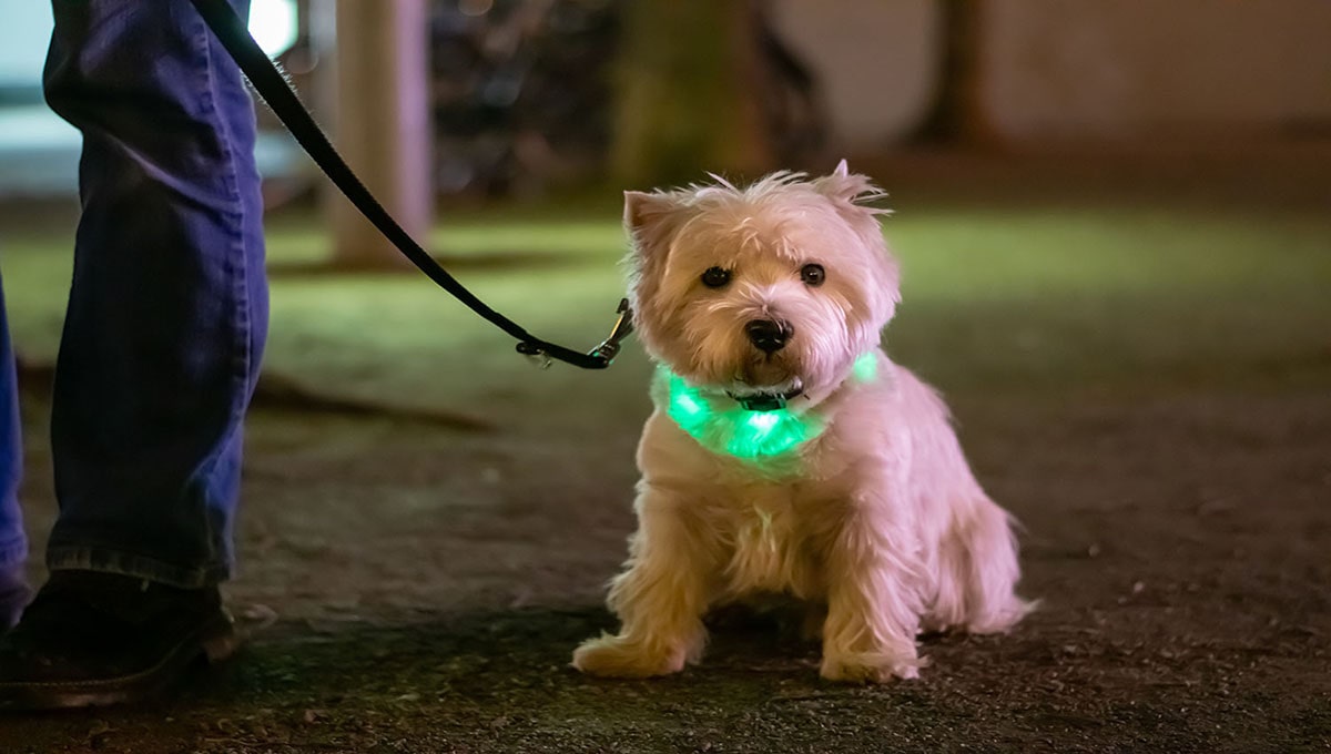 قلادههای LED