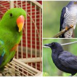 آیا باهوش‌ترین پرنده‌ها در جهان را می‌شناسید؟