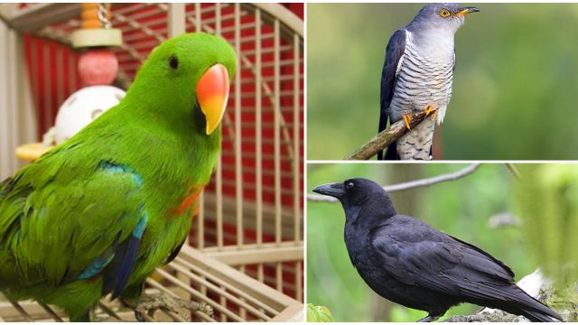 آیا باهوش‌ترین پرنده‌ها در جهان را می‌شناسید؟