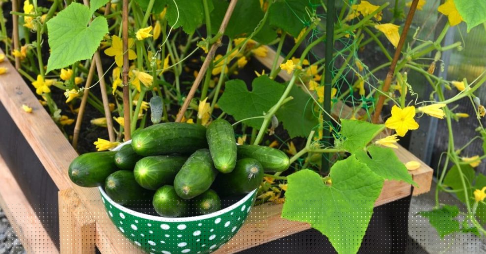 روش کاشت خیار در گلدان