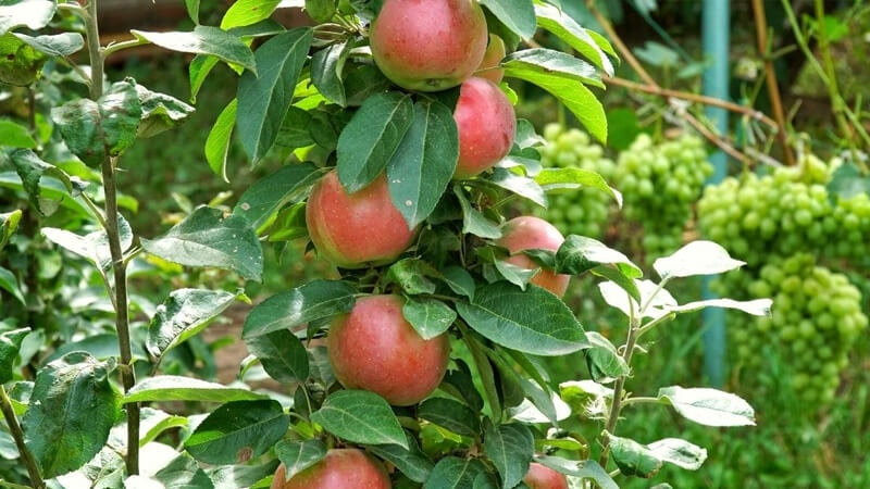 درخت سیب ستونی