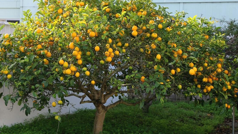 درخت لیموی مایر