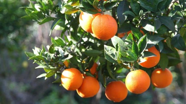 معرفی انواع درختان میوه کوتاه قد
