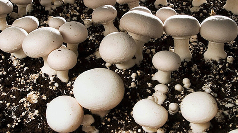 قارچ سفید دکمه ای (White button mushroom)