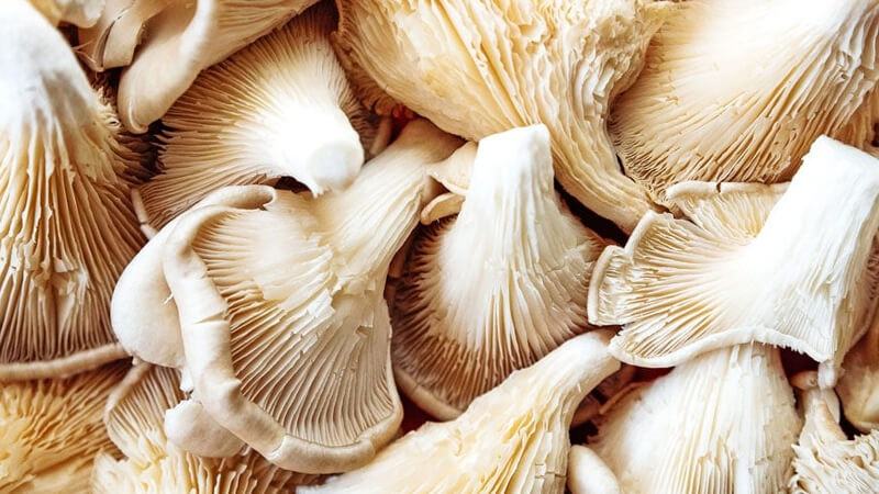 قارچ صدفی (Oyster mushroom)