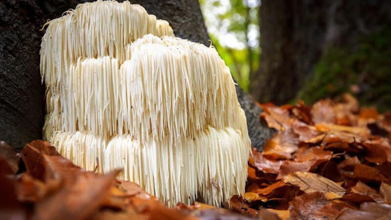 قارچ یال شیری (Lion's mane mushroom)