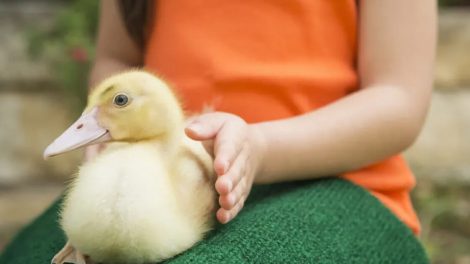 ۹ نکته برای نگهداری اردک در آپارتمان