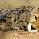 حیوانات در حال انقراض ایران در بی پناهی کامل